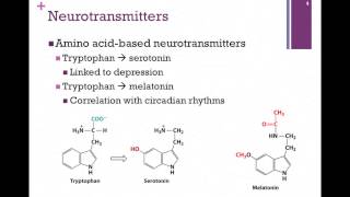 138Synthesis of Neurotransmitters [upl. by Weiner]