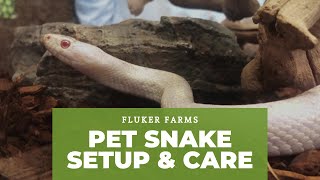 Corn Snake Setup and Care Tutorial Guide [upl. by Ormiston17]