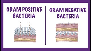 Gram Negative vs Gram Positive Bacteria  Gram Staining Mechanism [upl. by Goddart]