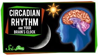 Circadian Rhythm and Your Brains Clock [upl. by Egidio663]