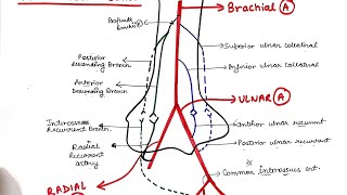 anastomosis around elbow joint  upper limb  MBBS  FIRST YEAR [upl. by Talya472]