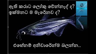 iridescent shark ගැන සිංහලේන් [upl. by Alroi]