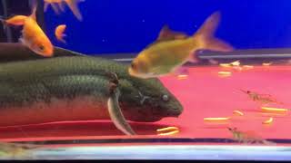 African Gilled Lungfish Protopterus Amphibius [upl. by Ahsyekat]