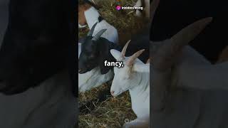 Fainting Goats The Truth Revealed wildanimalfacts invideoai faintinggoats fascinatingwildlife [upl. by Ahsain]