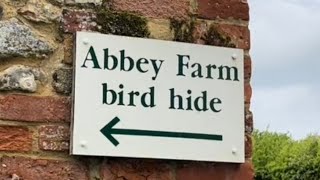 Abbey Farm bird hide Flitcham North Norfolk is the rumour true  king birds wildlife [upl. by Inalaehak]