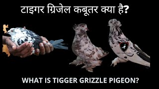 What Is Tiger Grizzle Pigeons learn what is Tiger Pigeon [upl. by Drusilla]