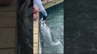 Fish tried swallowing my hand whole😱💀 Tarpon Fish hand feeding [upl. by Ehcsrop578]