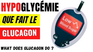 Comment le glucagon fait augmenter la glycémie  Régulation de lhypoglycémie [upl. by Meli664]