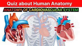 anatomy cardiovscular system  dil ky nizam ki jsmani skht  कार्डियोवास्कुलर सिस्टम की शारीरिक रचना [upl. by Ardnuaet]