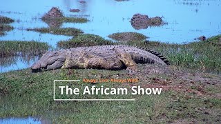 The Africam Show  May 7 [upl. by Dolora327]