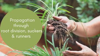 Propagation Through Root Division Suckers and Runners  VEGETATIVE PROPAGATION [upl. by Spear448]