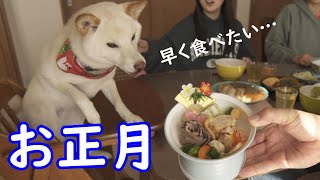 家族で囲んで食べるおせち料理が待ち遠しい柴犬が可愛かった笑 [upl. by Daj]