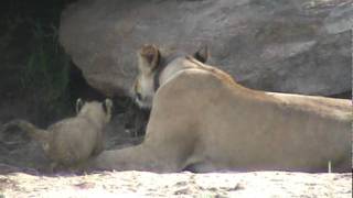 Lioness and lion cubs at Tarangire National Park Tanzania November 19 2011 56 [upl. by Babcock114]