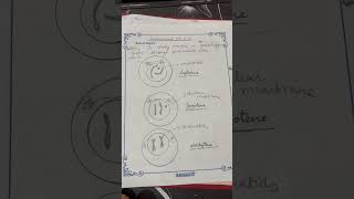 The meiosis of stages in grasshopper  testis biology 12 [upl. by Froh]