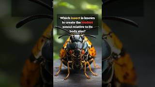 Which insect makes the loudest sound quiz quizgames quizchallenge [upl. by Stanfield878]