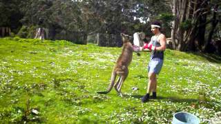 Man VS Kangaroo ROUND 2 [upl. by Ykcaj]