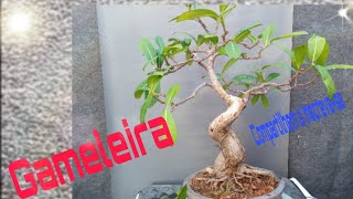 Gameleira  Atualização e poda Como fazer bonsai de Gameleira [upl. by Schapira36]