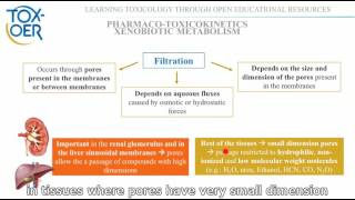 5 Passive transport filtration [upl. by Nauqit14]