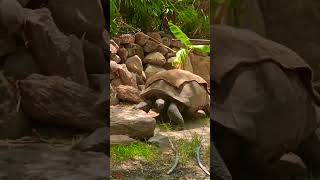 120 Year Old  Galapagos Giant Tortoise nehru Zoological Park hyderabad [upl. by Dnomde183]