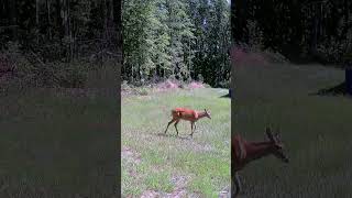 Deer crossing deer wildlife doe [upl. by Enilekcaj222]