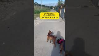 😱 É stato Aggredito 😱icerubacuori americanbully superstar vip pitbull aggressive [upl. by Remoh]