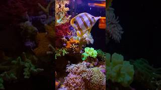 Copperband butterflyfish feeding time ❤️❤️shortsviral آکواریوم fishspecies shorts [upl. by Brocky]