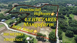 vlog 471 MANGOFARM IN POZZOROBIO PANGASINAN 43 HAS [upl. by Nonnahs]