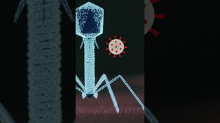 How mRNA Vaccines Work in the Body  Quick Science Explainer [upl. by Hutchinson]