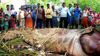 What Did The Workers Find Inside The Giant Anaconda [upl. by Ahsielat816]