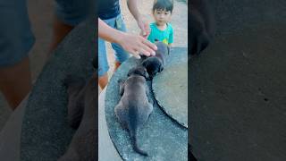 2 pitiful puppieslove petPhanet familyshortvideo comedyshorts pets share shorts [upl. by Gleeson]