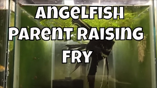 Angelfish Parent Raising Fry Molly Fry Breeding Mollys pothos an Emergency in the fish room [upl. by Giffard]