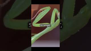 Why Female Praying Mantises Eat Their Mates facts naturecuriosities amazingfacts science [upl. by Assirek]