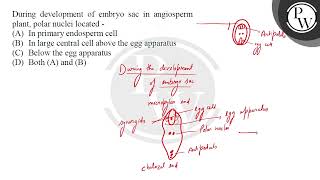 During development of embryo sac in angiosperm plant polar nuclei located [upl. by Akiret]