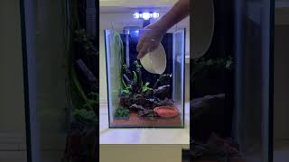 Nano tank setup for beginners no co2 aquascape [upl. by Atiuqahs485]