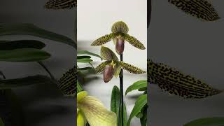 paphiopedilum blooming in October [upl. by Ystap]