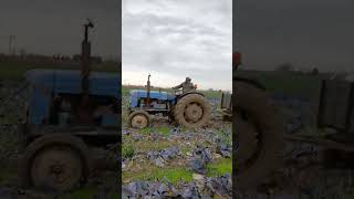 Fordson Major ile Kırmızı lahana hasadı harvest lahana mud tractor fordson [upl. by Amadeo]