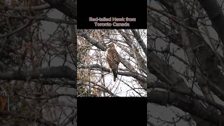 Redtailed Hawk from Toronto Canada 🦆🦜🦩🐓🦅 [upl. by Ansela]