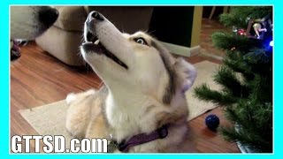 Siberian Husky Howl Duet Singing Howling Huskies Snow Dog Short 36 [upl. by Laemaj]