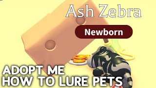 How to lure pets in adopt me update [upl. by Leis690]