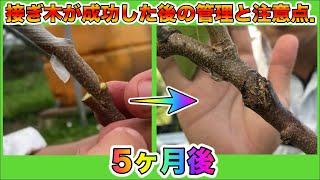 【果樹栽培】接ぎ木のやり方！成功した後の管理と注意点！5ヶ月後の接合部の紹介． [upl. by Aititil419]