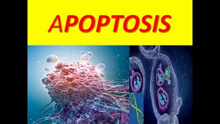 APOPTOSISPROGRAMMED CELL DEATH EVERYTHING ABOUT APOPTOSIS [upl. by Eniretak]