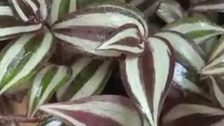 Tradescantia Species  Plant Varieties Series for Indoor Placement [upl. by Eseekram]