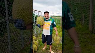 Nghe Giá 1 Tỉ 7 Mà Đắng Lòng Quá durian jackfruit vietnamesefood thailand monthong fruit [upl. by Hubie943]