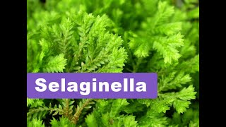 Selaginella  Basic information [upl. by Raimundo]