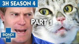 3 Hours of Full Episodes  Bondi Vet Complete Season 4 Part 1  Bondi Vet Compilation [upl. by Okiram]