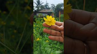 Touching signet marigold 🌼 Flower [upl. by Varini777]