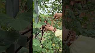 Harvesting red cowpea farming vegetables [upl. by Adliw406]