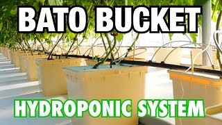 How to Set Up a Bato Bucket Hydroponic System [upl. by Kalinda]