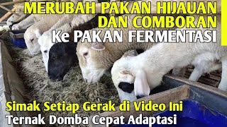 Cara Ampuh Merubah Pakan Ternak Domba dari Hijauan Comboran ke Fermentasi Odot  Cara Ternak Ghaper [upl. by Yelich]