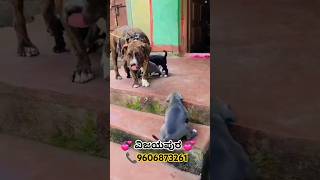 Top Quality American Pitbull Terror Puppy ವಿಜಯಪುರ pitbull puppy dog shorts ytshorts trending [upl. by Enomis]